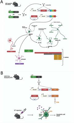 Novel Tools and Investigative Approaches for the Study of Oligodendrocyte Precursor Cells (NG2-Glia) in CNS Development and Disease